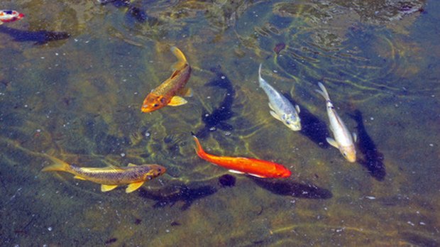 Fish pond dating