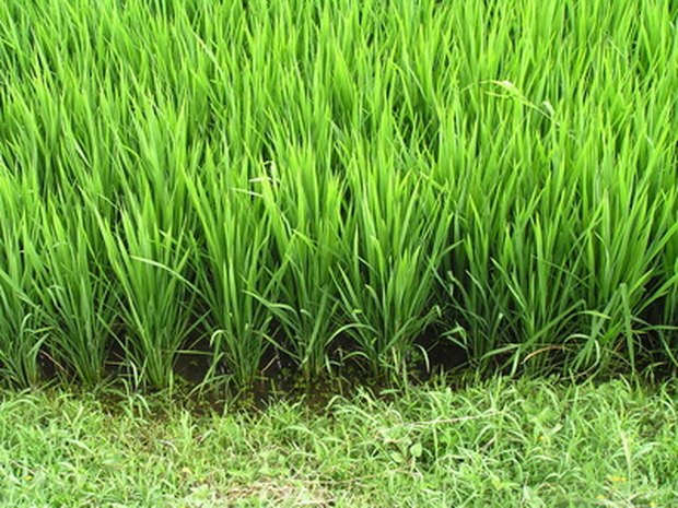 Resultado de imagen para planta de arroz