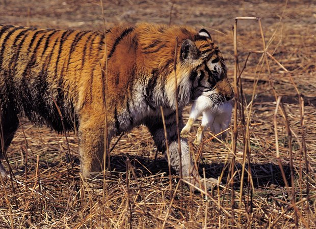¿Cuáles son algunas adaptaciones del tigre?