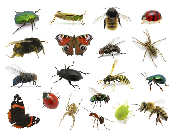 Resultado de imagen de imágenes insectos