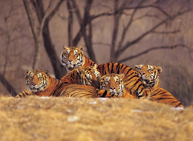 ¿Cuáles son algunas adaptaciones del tigre?