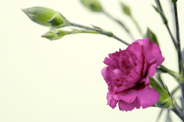 How do you grow Dianthus perennial flowers?