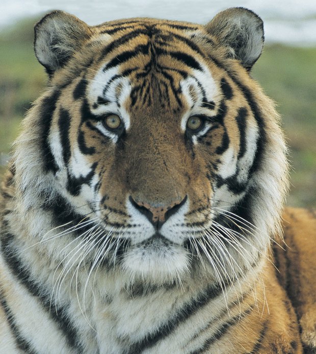¿Cuáles son algunas adaptaciones del tigre?