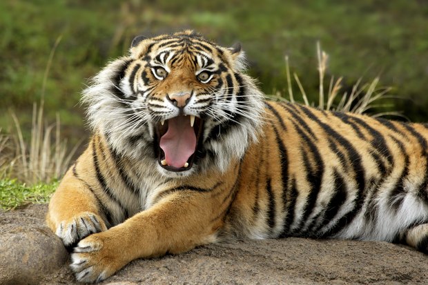 ¿Cuáles son algunas adaptaciones del tigre?