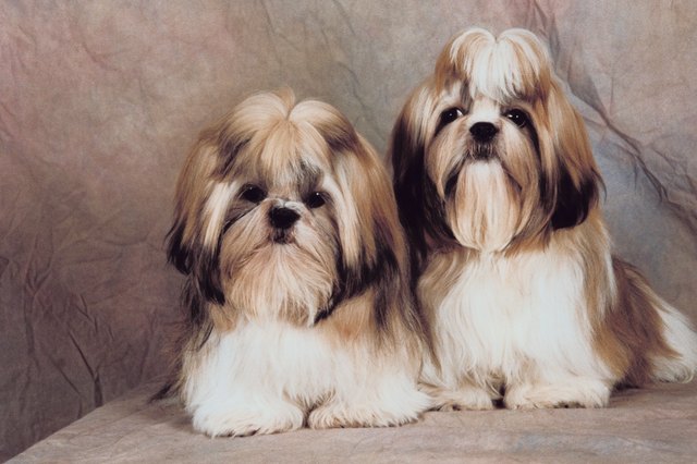 SHIH-TZU