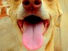 How to stop my dog from eating stones | eHow UK
