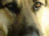 avoiding alpha read online avoiding alpha read online