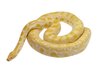 python vs boa constrictor wikipedia