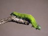 homemade caterpillar killer