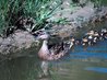Cómo construir un estanque interior para tortugas | eHow en Español