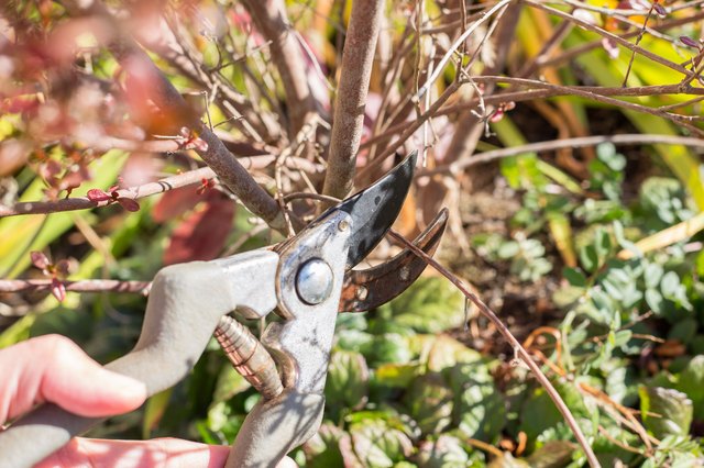 How to Prune Azaleas (with Pictures) | eHow