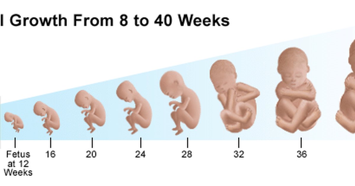 Stages of baby growth during pregnancy | eHow UK
