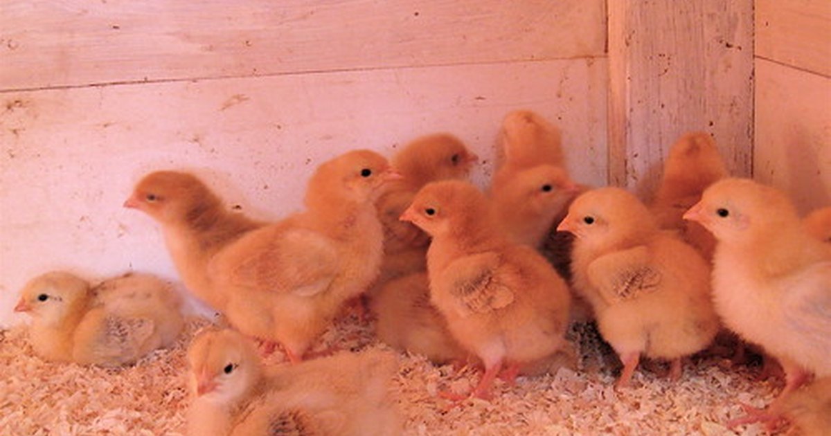 How Long Does a Chick Stay in an Incubator? | eHow UK