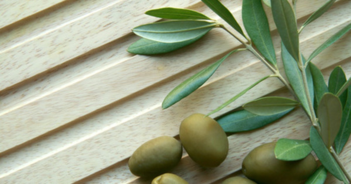 How to Identify Olive Trees | eHow UK