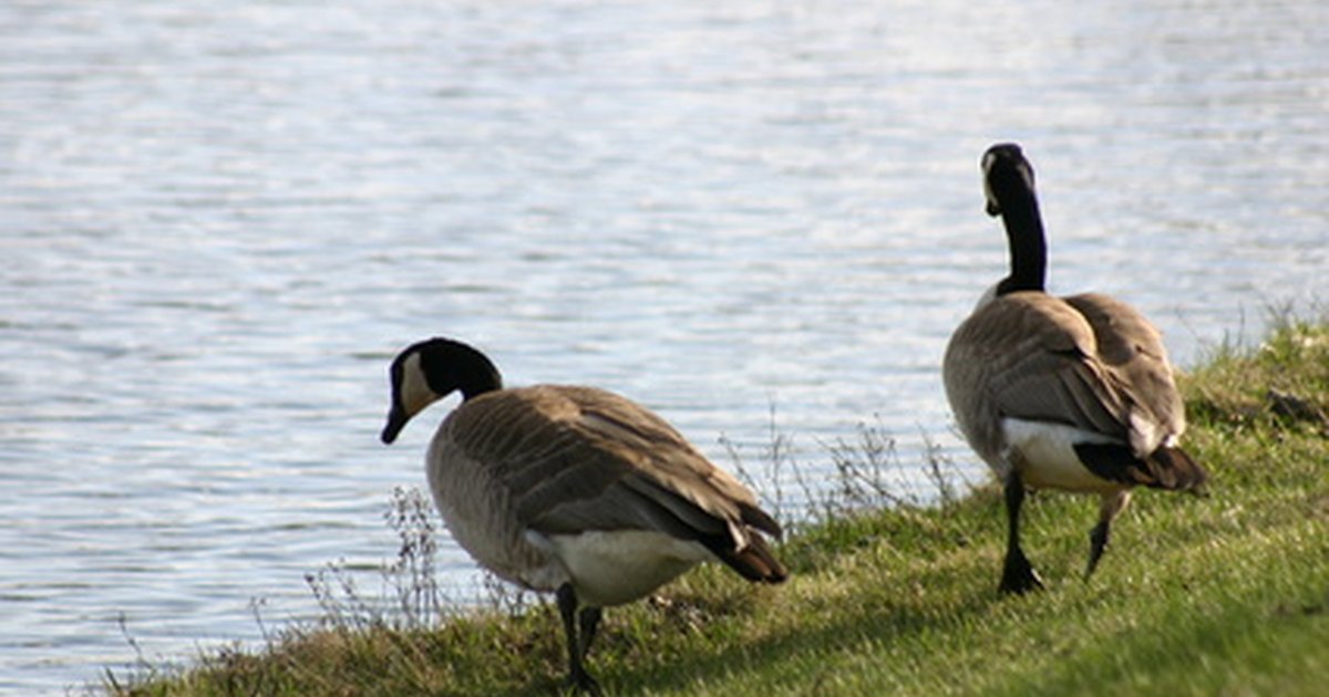 natural canada goose repellent natural canada goose repellent