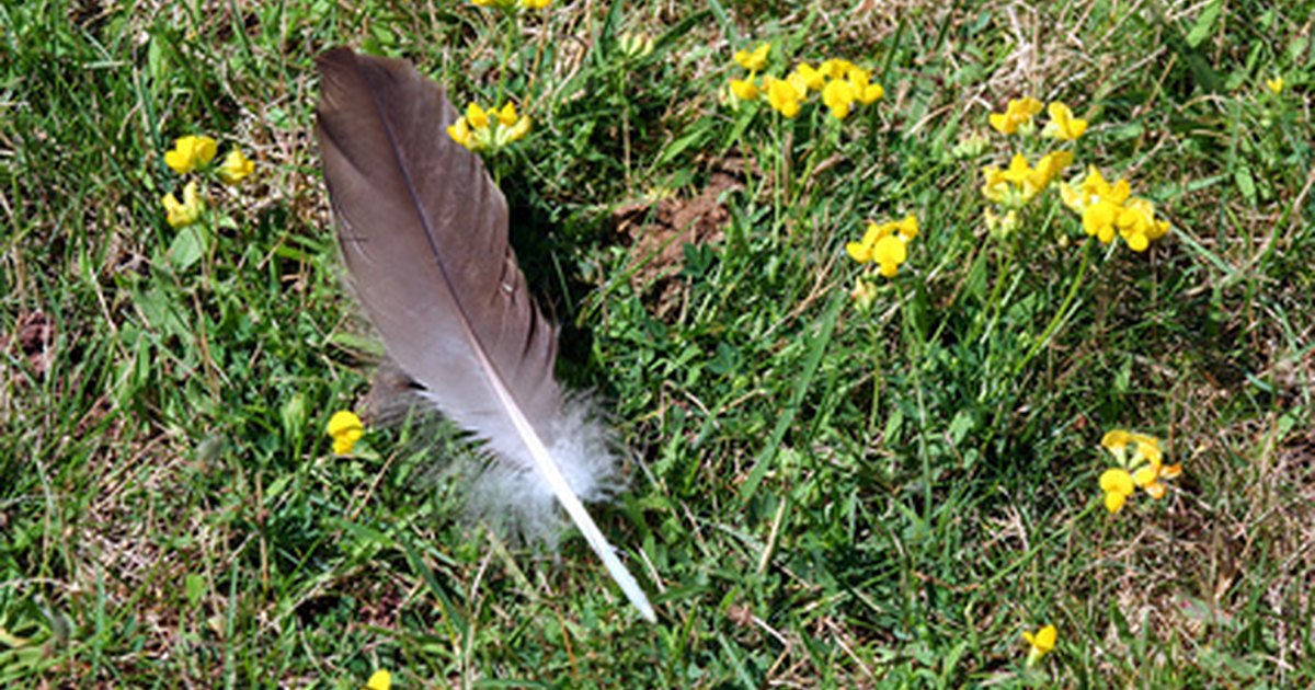 Down feather allergy | eHow UK