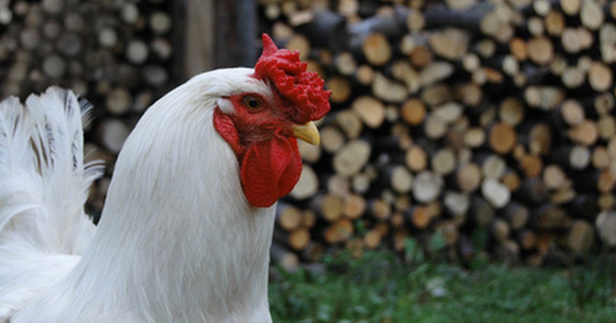 Chicken Comb Diseases | eHow UK