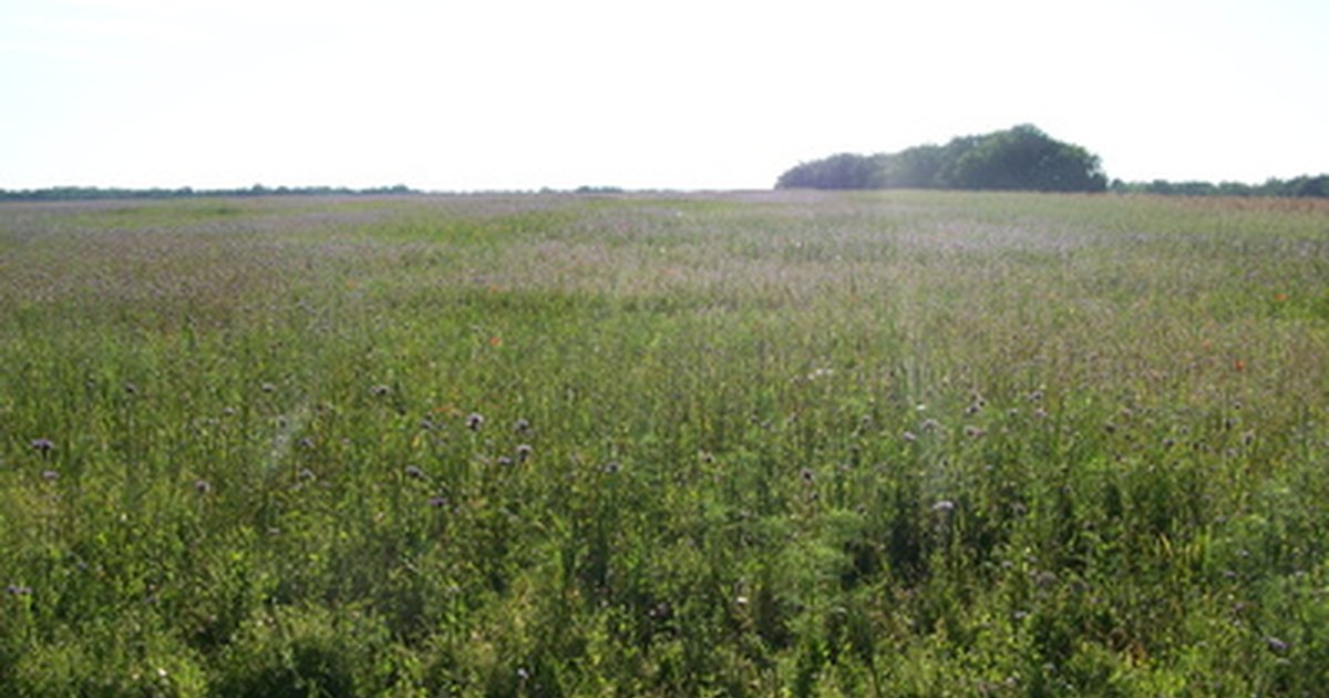 What is fallow ground ehow uk