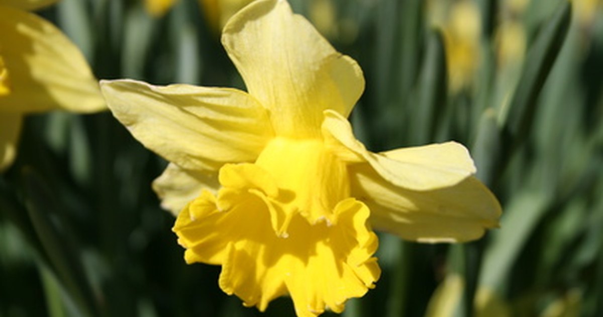 Daffodil Bulb Poison | eHow UK