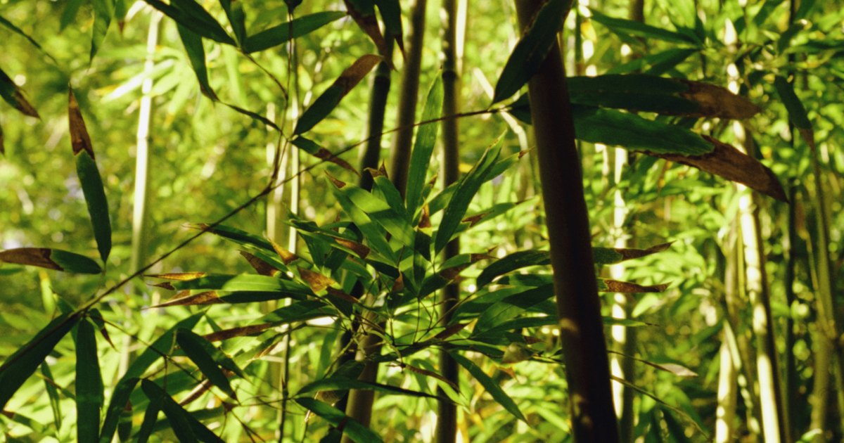 What Happens When Your Bamboo Gets White Spots on It? | eHow UK