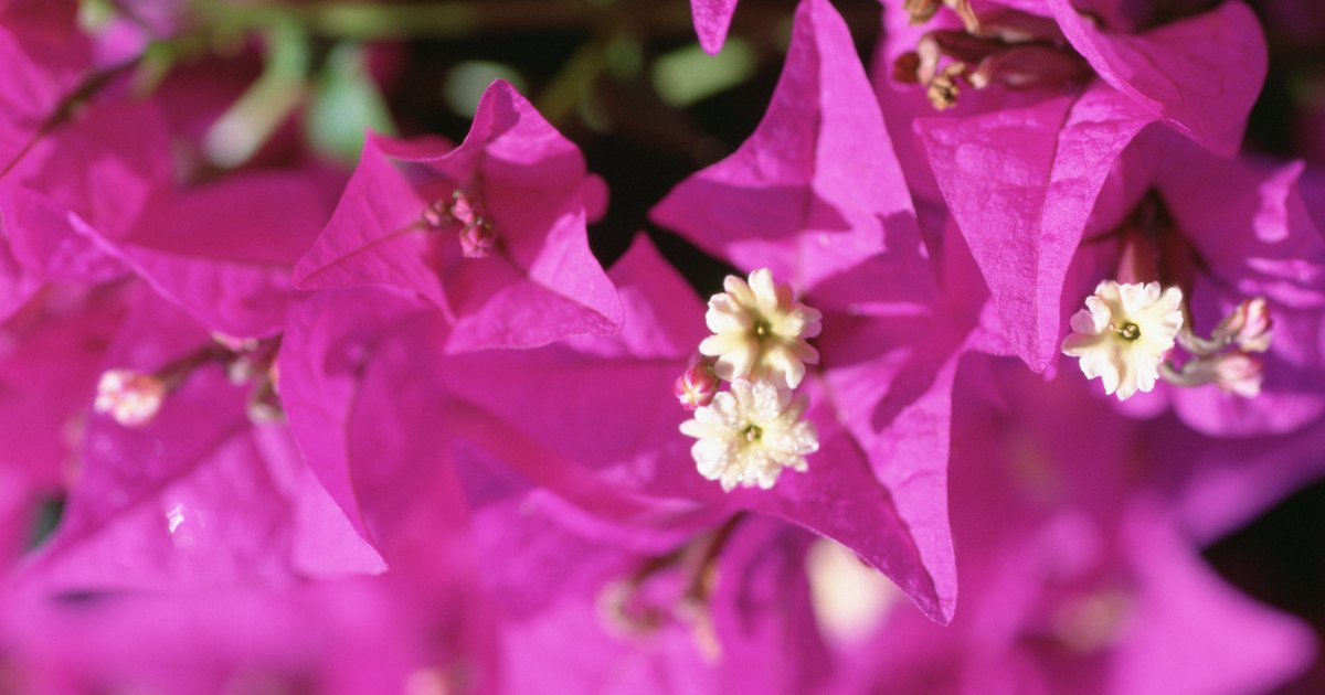 How to grow a bougainvillea from a stem cutting | eHow UK