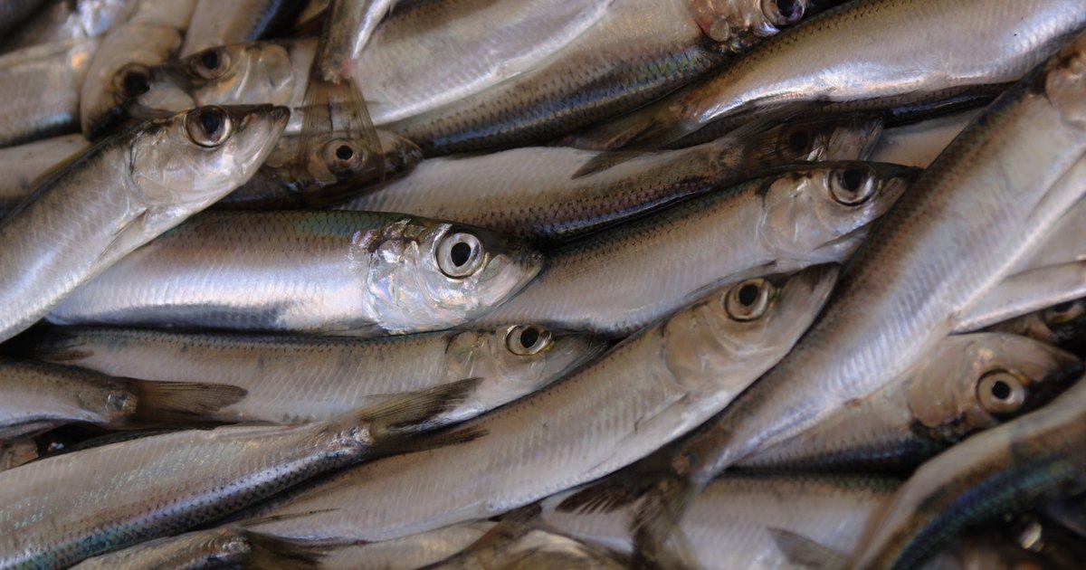 The types of fish penguins eat ehow uk