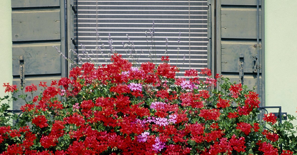 The Best Plants for a French Window Box | eHow UK