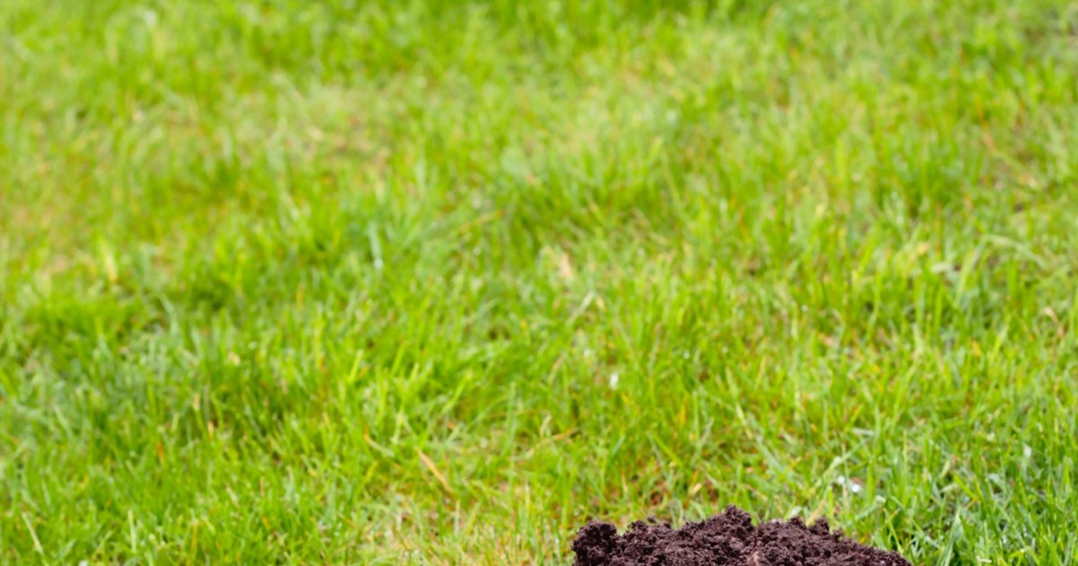 Why do I have mounds of soil appearing in my lawn? | eHow UK