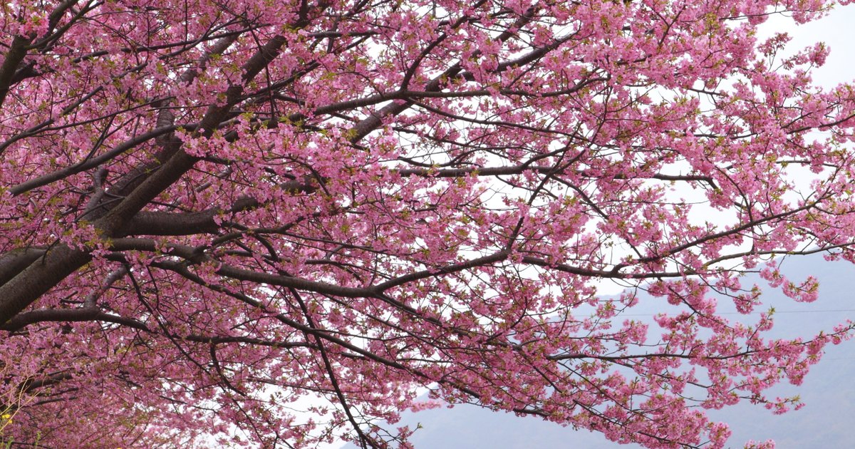 How to identify pink flowering tree blooms | eHow UK