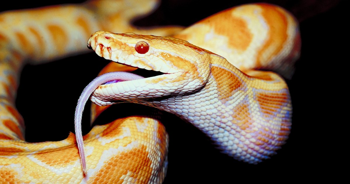 Burmese Python Adaptations | eHow UK