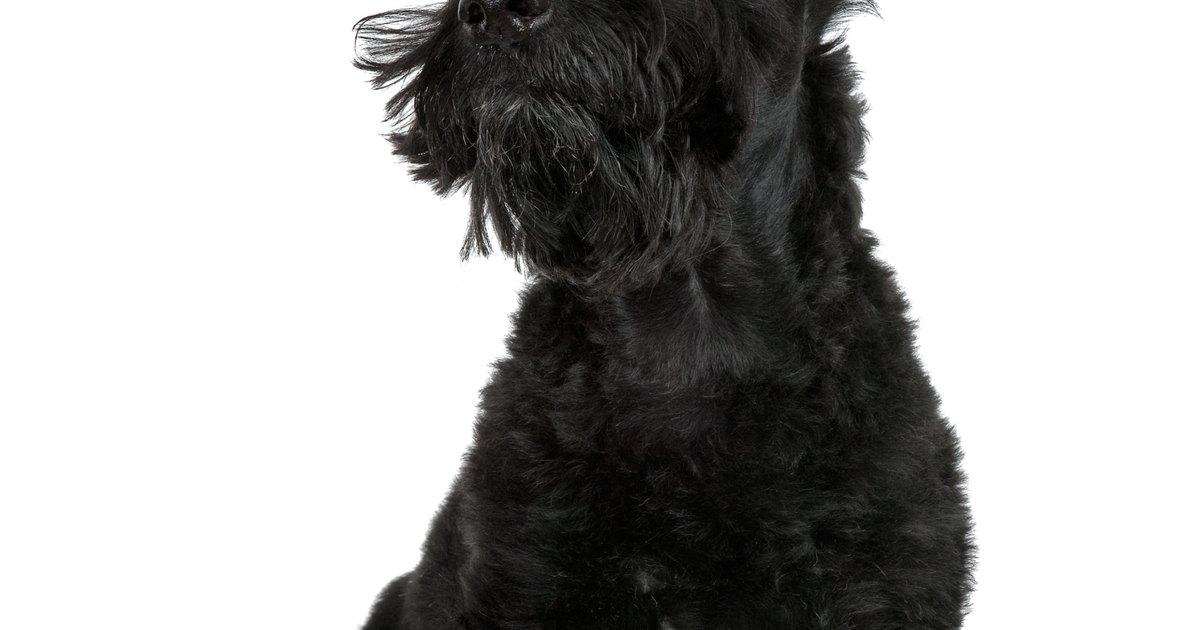 Skin Problems in Wheaten Scottish Terriers | eHow UK