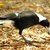 The Difference Between Male & Female Magpies | eHow UK